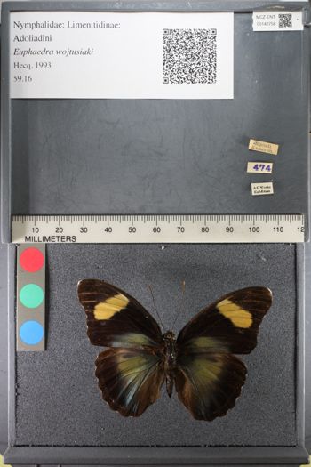 Media type: image;   Entomology 142758